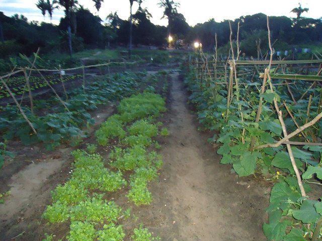 Portfólio