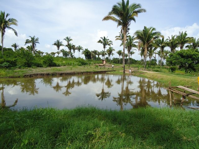 Portfólio