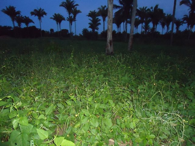 Portfólio